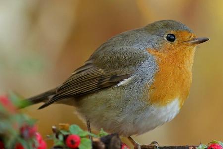Diese Pflanzen sollten Vogelfans im Garten haben