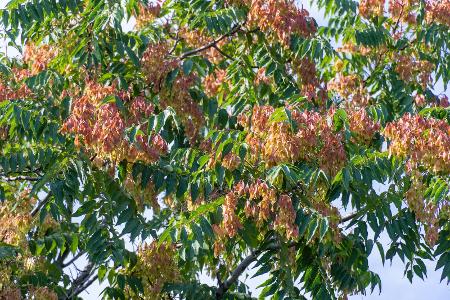 Invasive Arten: Diese Gartenpflanzen sind verboten